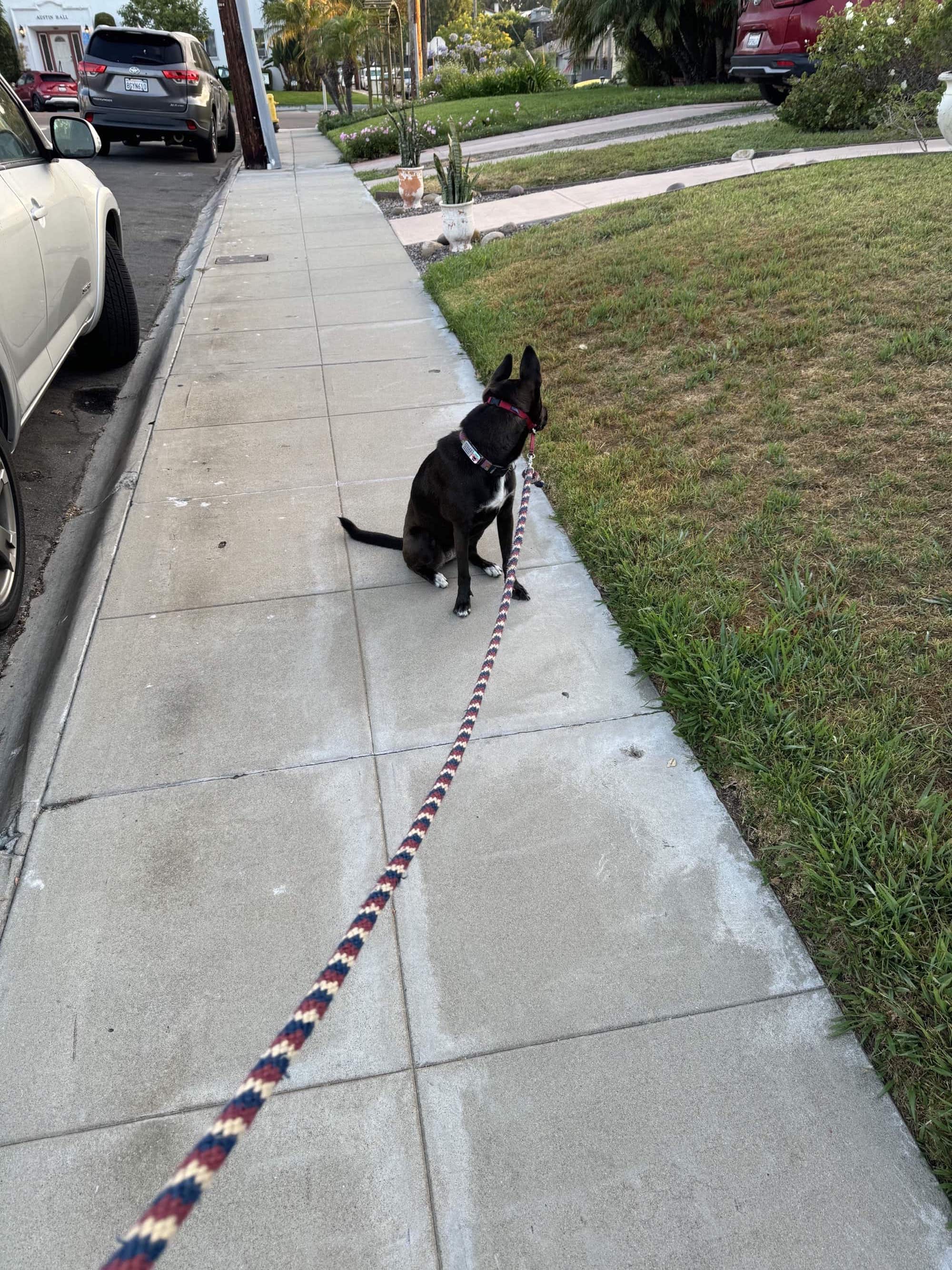 A picture of a black dog named Bowie sitting, taken on August 5 2024 at 6:26 am